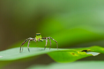spider on a leaf