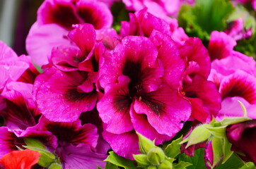 blooming geranium varios colors close up