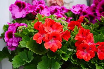 blooming geranium varios colors close up