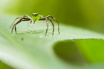 spider on a leaf