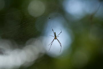 spider on the web