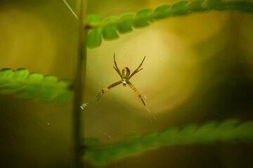 spider on leaf