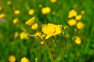 Obraz premium Yellow flowers branch on green grass background. Ranunculus acris, meadow buttercup, tall buttercup, common buttercup, giant buttercup.