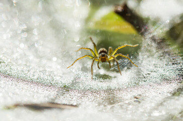 spider on a web