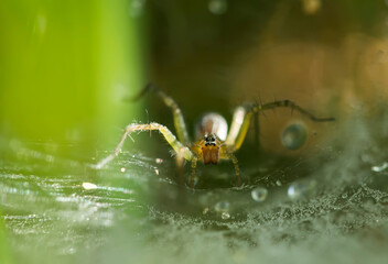 spider on a web