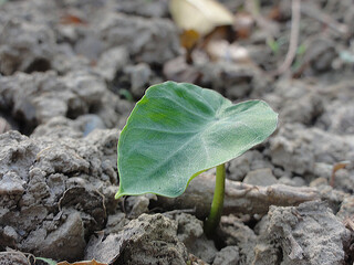 Just growing up Taro plant at the home field