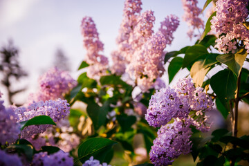blooming lilac bush in the park at sunset in may day