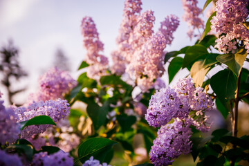 Obraz premium blooming lilac bush in the park at sunset in may day