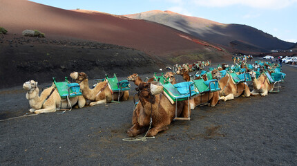Camels resting waiting for tourists Lanzarote