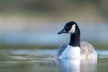 Canadian Goose floating on a lake with bokeh background