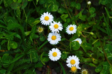 daisies, flowers in a green meadow - spring, bellis perennis, © maria