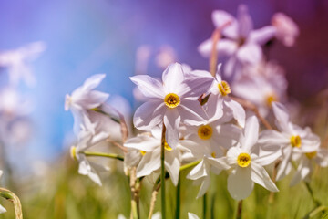 Flowers background. Blossoming wild Narcissus plant. Floral spring nature background