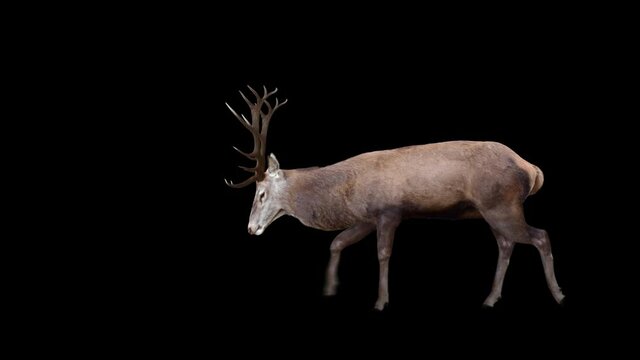 Grazing Red Deer. Two variations with and without horns. Alpha channel included. Cyclic animation with the horizontal movement. Element for visual effects.