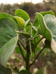 The greenish leaf in the morning 