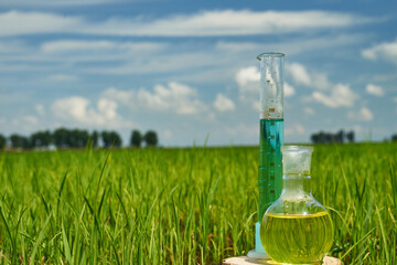 Image of a glass flask with a chemical solution on the background of young rice shoots. Glass bulb....