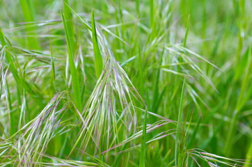 Drooping brome or cheat grass, Bromus tectorum, growing on meadows of Galicia, Spain