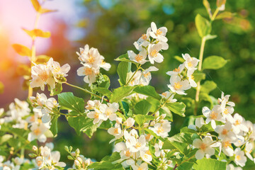 Blossoming Jasmine Flowers. Spring nature background