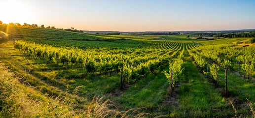 Fotobehang Sunset landscape bordeaux wineyard france, europe Nature © FreeProd