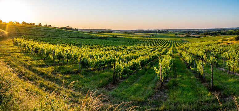 Sunset landscape bordeaux wineyard france, europe Nature