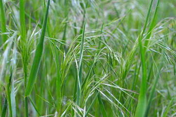 Drooping brome or cheat grass, Bromus tectorum, growing on meadows