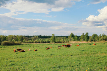 A cow and a calf graze on a green pasture in summer