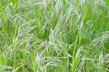 Drooping brome or cheat grass, Bromus tectorum, growing on meadows