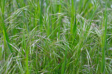 Drooping brome or cheat grass, Bromus tectorum, growing on meadows