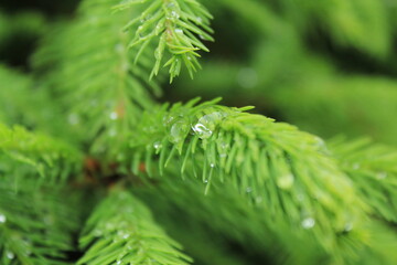 close up of a pine needles