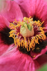 flower of the flower