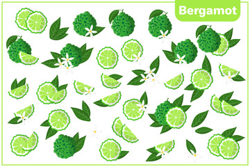Set of vector cartoon illustrations with whole, half, cut slice Bergamot exotic fruits, flowers and leaves isolated on white background