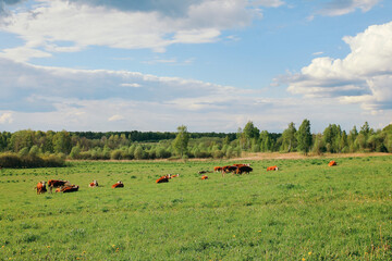 A cow and a calf graze on a green pasture in summer