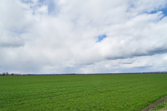 Image of a field of young wheat.
