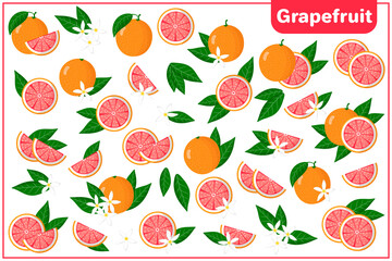 Obraz premium Set of vector cartoon illustrations with whole, half, cut slice Grapefruit exotic fruits, flowers and leaves isolated on white background