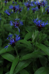 butterfly on a flower