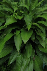 green leaves background