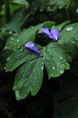 water drops on a green leaf