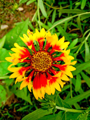 Beautiful and color full blanket flowers on home garden