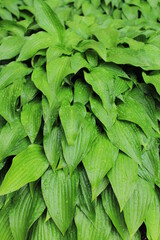 green leaves background