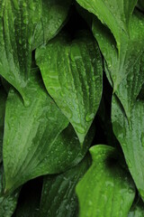 green leaves background