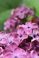 lilac flowers on a green background