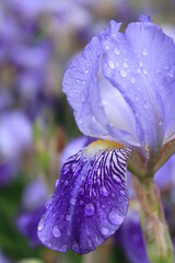 purple iris flower