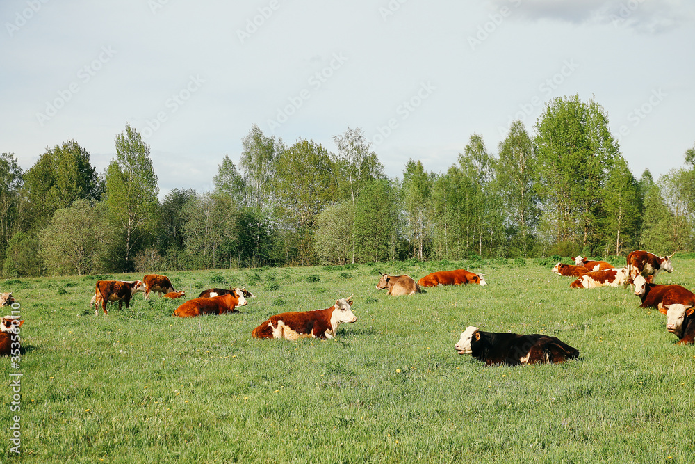 Wall mural A cow and a calf graze on a green pasture in summer