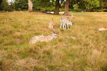 Group of deers