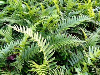 green fern leaves