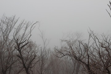 Äste und Zweige im Nebel