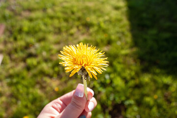 Close up of bright yellow dandelion in female hand on blurred background outdoors