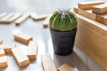 Cactus, hobby, decorated with pine recreational toys