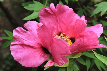 pink hibiscus flower