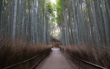 The Bamboo Forest, or Arashiyama Bamboo Grove or Sagano Bamboo Forest, is a natural forest of bamboo in Arashiyama, Kyoto, Japan.
