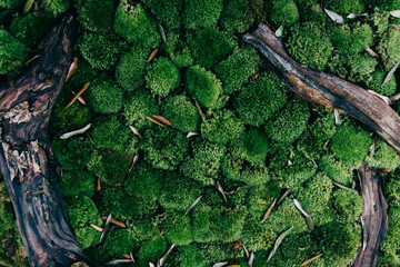 Beautiful green moss on the floor, moss closeup. Beautiful background for wallpaper.